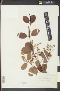 Laguncularia racemosa image