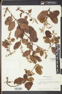 Laguncularia racemosa image