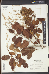 Laguncularia racemosa image