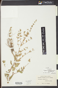 Cuphea carthagenensis image