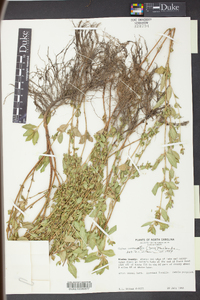 Cuphea carthagenensis image