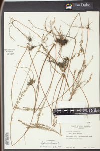 Lythrum lineare image