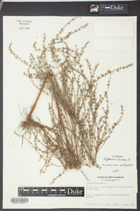 Lythrum lineare image