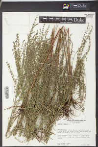 Lythrum lineare image