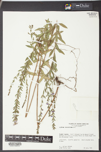 Lythrum lanceolatum image