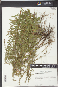 Lythrum lanceolatum image