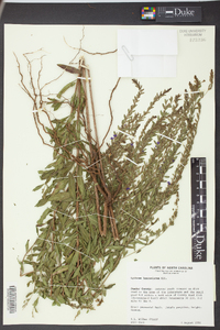 Lythrum lanceolatum image