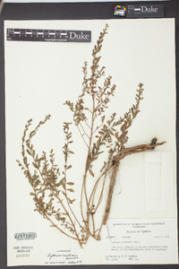 Lythrum curtissii image