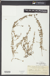 Lythrum flagellare image