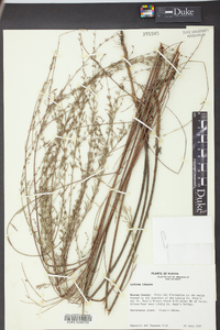 Lythrum lineare image