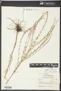 Lythrum lineare image