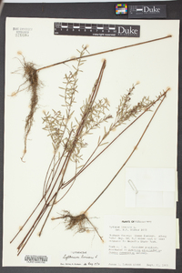 Lythrum lineare image