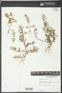 Rotala ramosior image