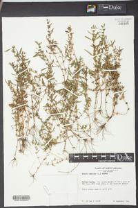 Rotala ramosior image