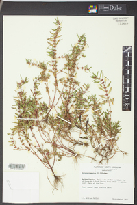 Rotala ramosior image