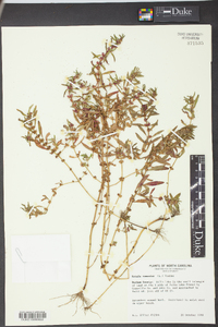 Rotala ramosior image