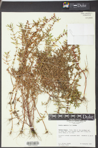 Rotala ramosior image