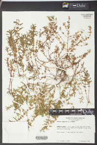 Rotala ramosior image