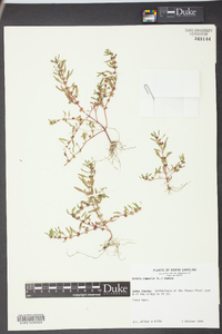 Rotala ramosior image