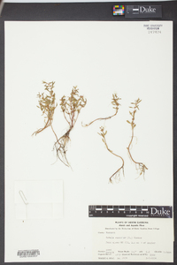 Rotala ramosior image