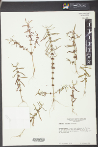 Rotala ramosior image