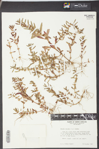 Rotala ramosior image