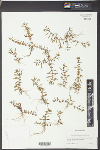 Rotala ramosior image