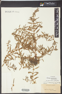 Rotala ramosior image