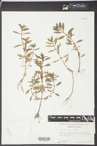 Rotala ramosior image