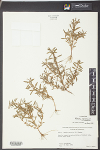 Rotala ramosior image