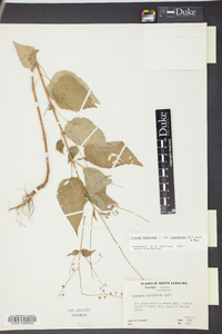 Circaea canadensis image