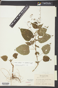 Circaea canadensis image