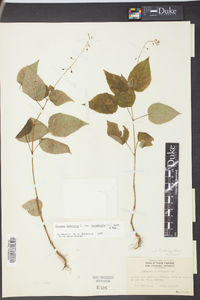 Circaea canadensis image