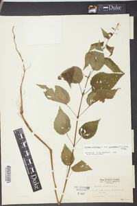 Circaea canadensis image