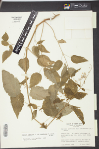 Circaea canadensis image