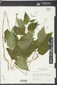 Circaea canadensis image