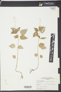 Circaea canadensis image