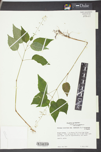 Circaea canadensis image