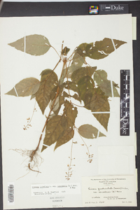 Circaea canadensis image