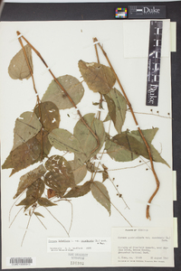 Circaea canadensis image