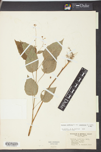 Circaea canadensis image