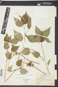 Circaea canadensis image