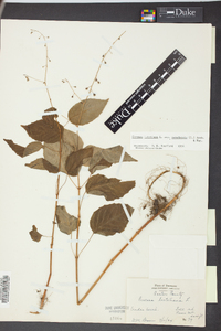 Circaea canadensis image