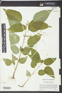 Circaea canadensis image