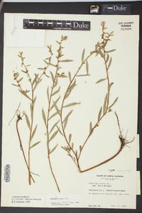 Ludwigia alata image