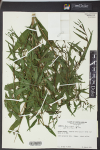 Ludwigia decurrens image