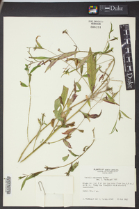 Ludwigia decurrens image