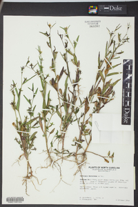 Ludwigia decurrens image