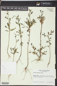 Ludwigia decurrens image