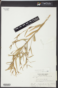 Ludwigia decurrens image